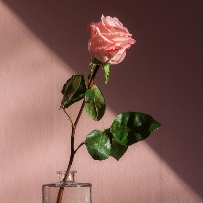 0xa1f6.sol Solana Name Service (SNS and .sol domain) PFP