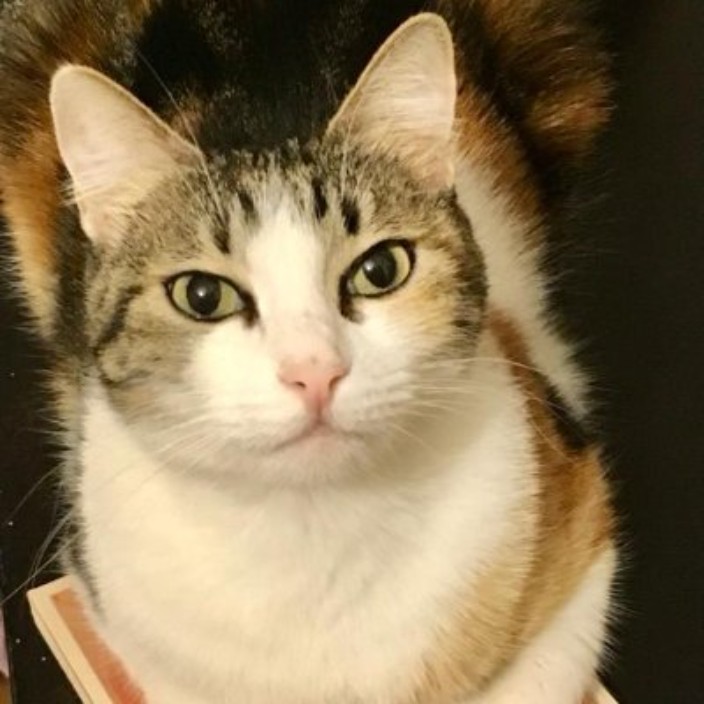 Agnes (oxagnes.lens) Lens social identity (.lens handle) PFP