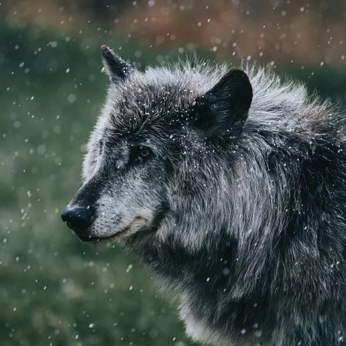 0xlongf.eth Ethereum Name Service (ENS and .eth domain) PFP