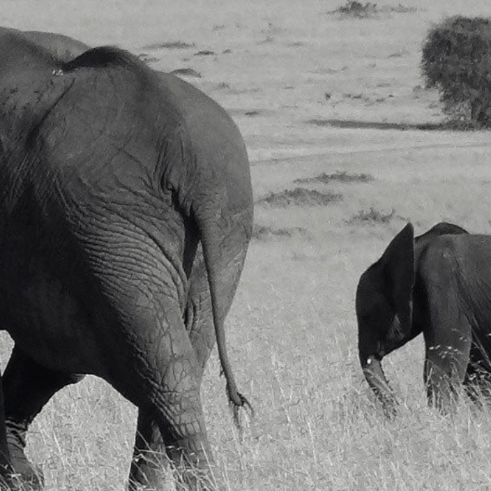 hulibu.lens Lens social identity (.lens handle) PFP