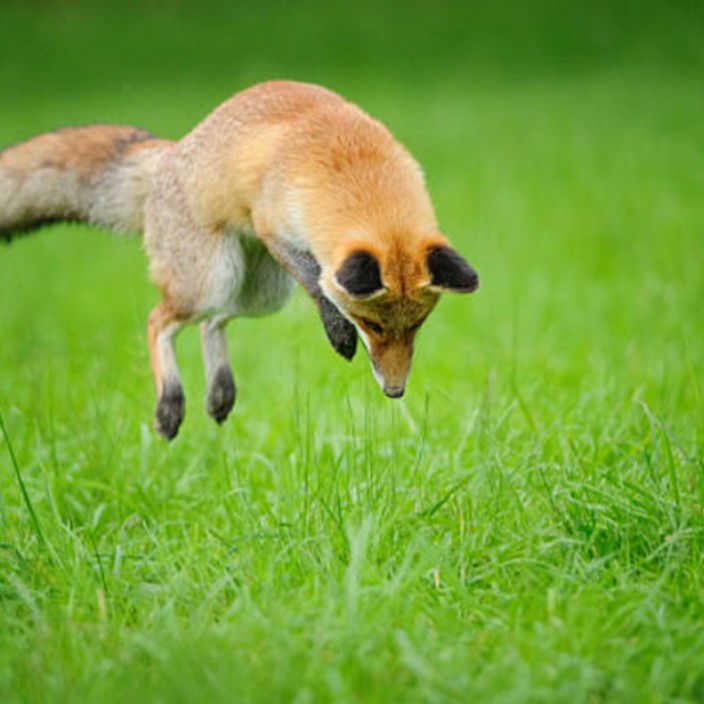 13132379786.eth Ethereum Name Service (ENS and .eth domain) PFP