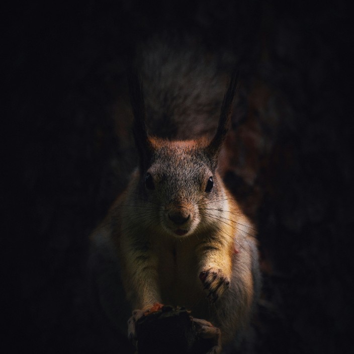 18169.eth Ethereum Name Service (ENS and .eth domain) PFP