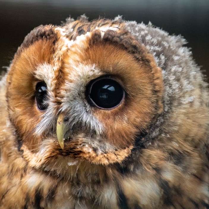 33070.eth Ethereum Name Service (ENS and .eth domain) PFP