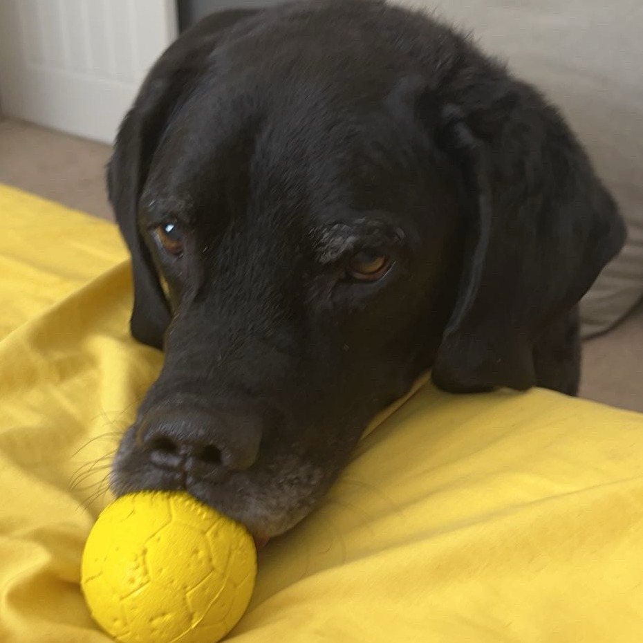 4dams.eth Ethereum Name Service (ENS and .eth domain) PFP