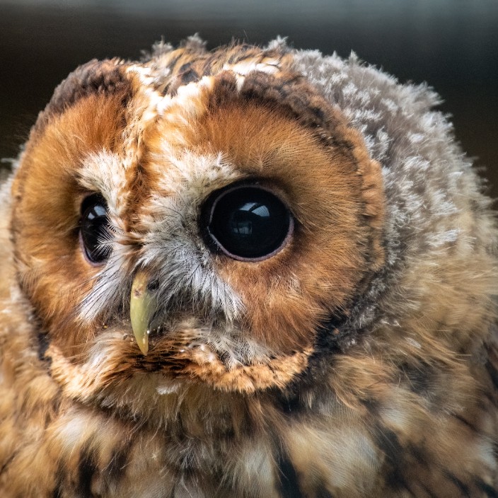 52490.eth Ethereum Name Service (ENS and .eth domain) PFP