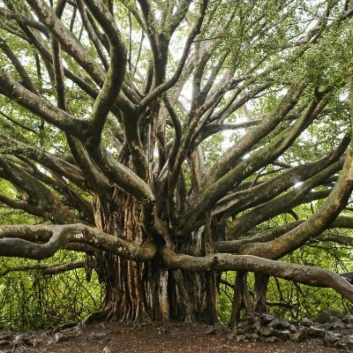 528828.eth Ethereum Name Service (ENS and .eth domain) PFP