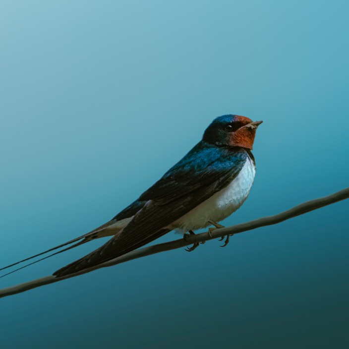 53752.eth Ethereum Name Service (ENS and .eth domain) PFP