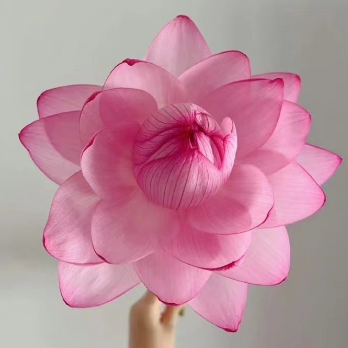 a1538.linea.eth Linea Name Service (.linea.eth domains) based on ENS PFP