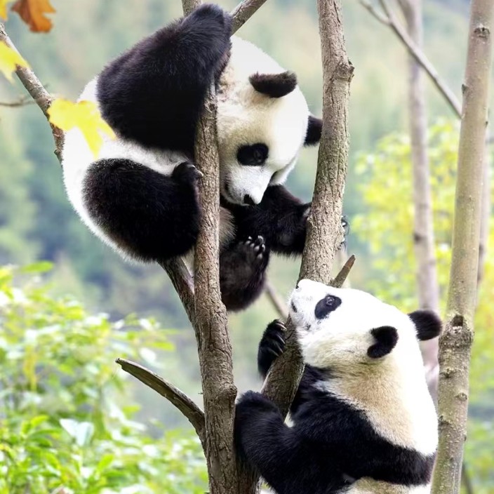 dd26.linea.eth Linea Name Service (.linea.eth domains) based on ENS PFP