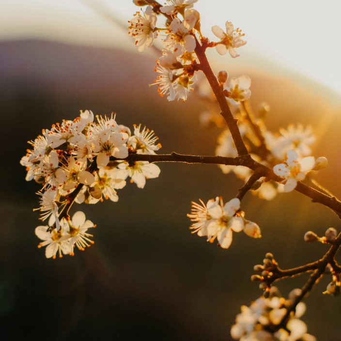 90501.eth Ethereum Name Service (ENS and .eth domain) PFP