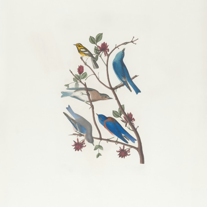 99592.eth Ethereum Name Service (ENS and .eth domain) PFP