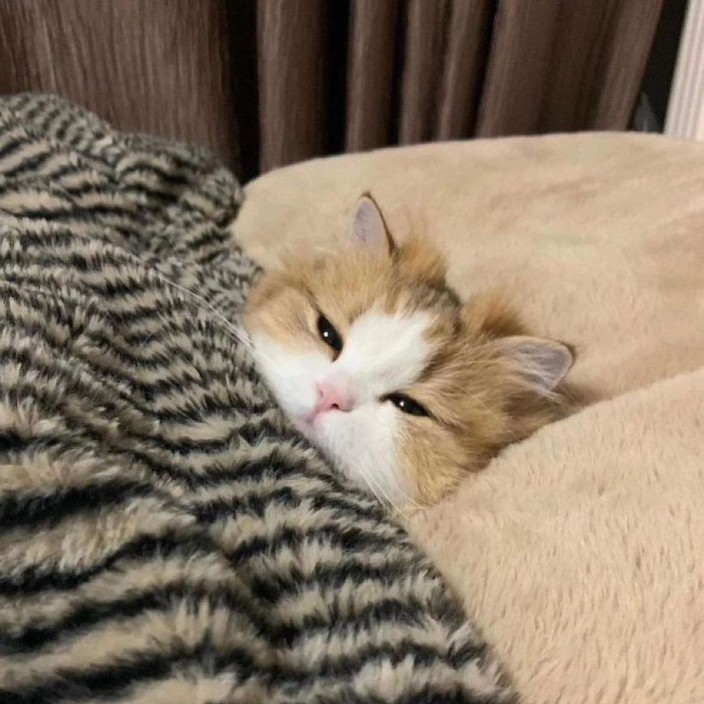 aboys.eth Ethereum Name Service (ENS and .eth domain) PFP