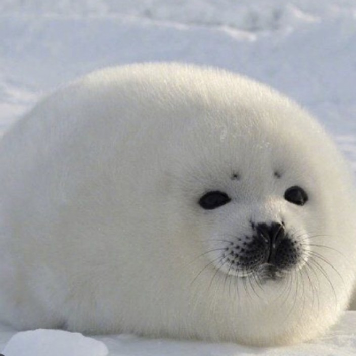 achungu.eth Ethereum Name Service (ENS and .eth domain) PFP