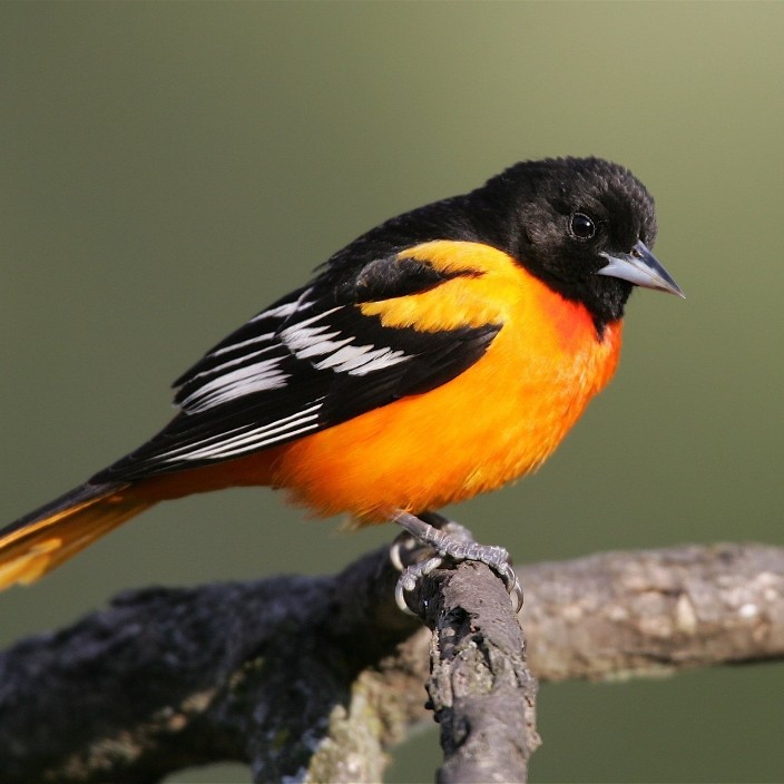 adilay.eth Ethereum Name Service (ENS and .eth domain) PFP