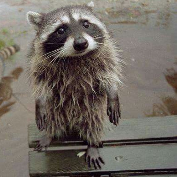 adorableraccoon.eth Ethereum Name Service (ENS and .eth domain) PFP