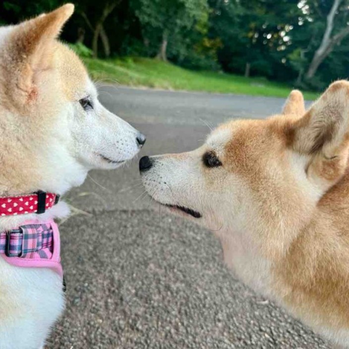 agurichan.eth Ethereum Name Service (ENS and .eth domain) PFP