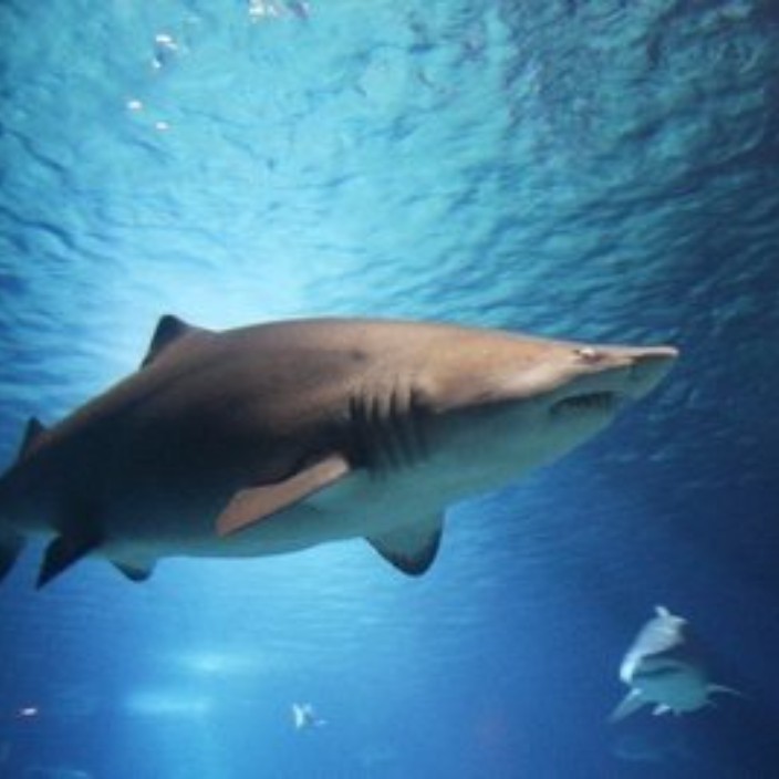 ai3000.eth Ethereum Name Service (ENS and .eth domain) PFP