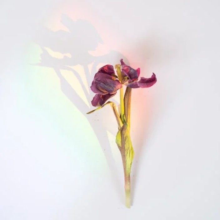 aicao.eth Ethereum Name Service (ENS and .eth domain) PFP