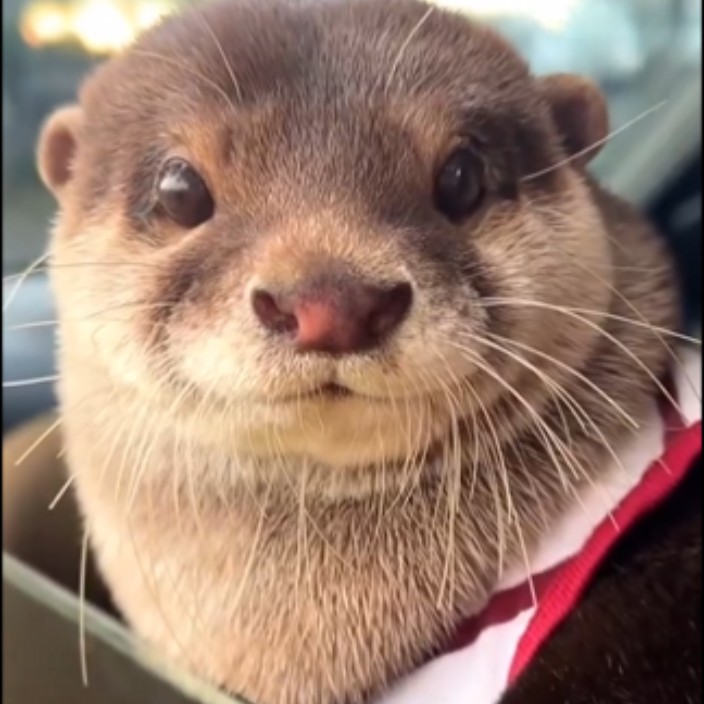 aixile.eth Ethereum Name Service (ENS and .eth domain) PFP