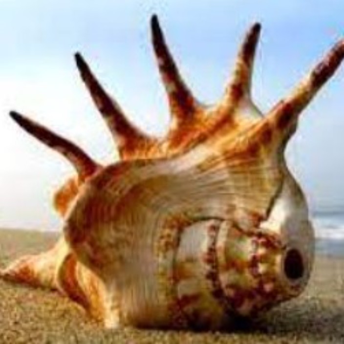 ajesegum.eth Ethereum Name Service (ENS and .eth domain) PFP