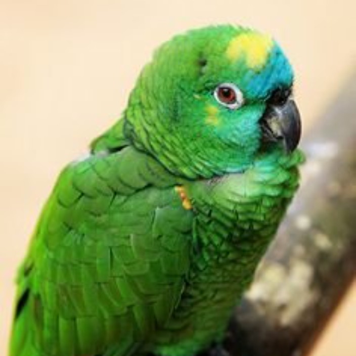 akt500.eth Ethereum Name Service (ENS and .eth domain) PFP