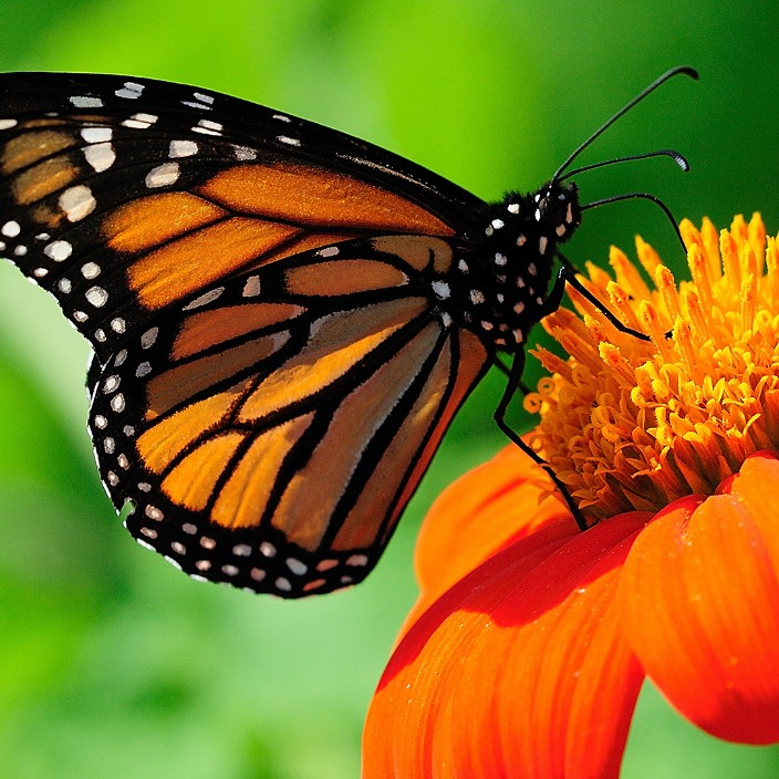 aldaft.eth Ethereum Name Service (ENS and .eth domain) PFP