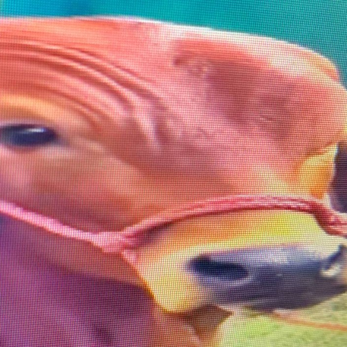 alexxkrep.eth Ethereum Name Service (ENS and .eth domain) PFP