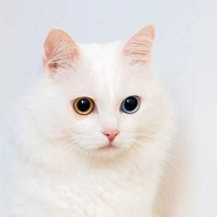 alicelarsson.linea.eth Linea Name Service (.linea.eth domains) based on ENS PFP