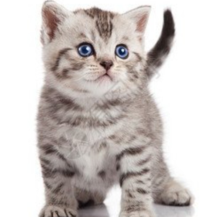 all1000.eth Ethereum Name Service (ENS and .eth domain) PFP