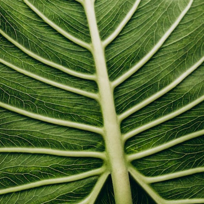 amarl.eth Ethereum Name Service (ENS and .eth domain) PFP