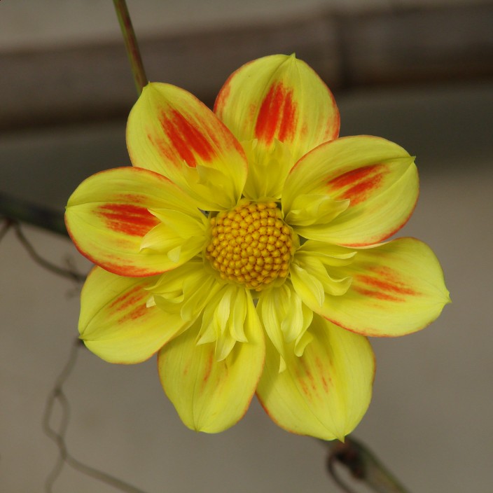 amelir.eth Ethereum Name Service (ENS and .eth domain) PFP