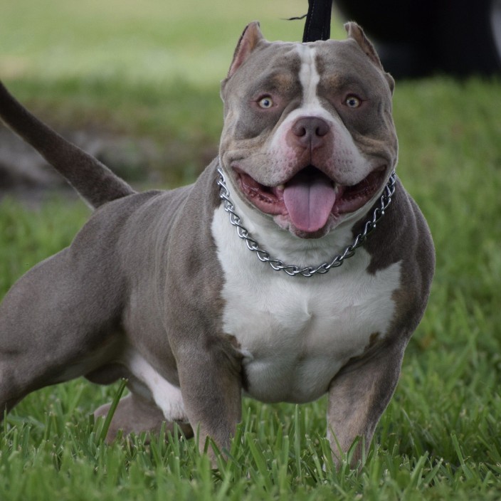 americanbull.eth Ethereum Name Service (ENS and .eth domain) PFP