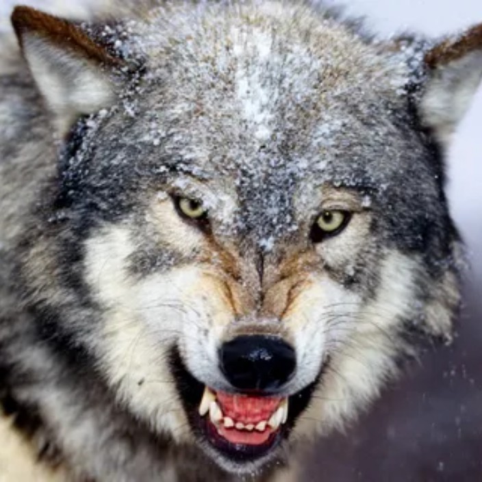 angrywolf.eth Ethereum Name Service (ENS and .eth domain) PFP