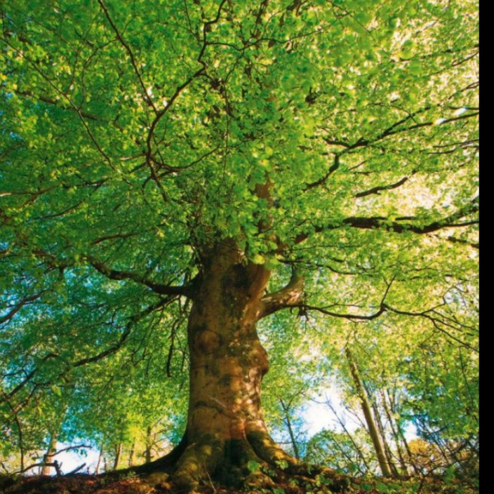 annalodz.eth Ethereum Name Service (ENS and .eth domain) PFP