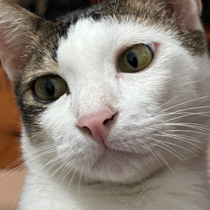 arisa.base.eth Basenames (.base.eth domains) based on ENS PFP