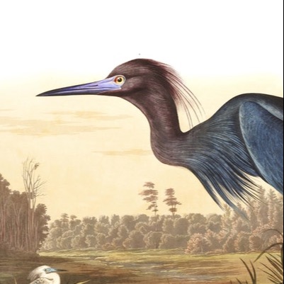 audubon.eth Ethereum Name Service (ENS and .eth domain) PFP