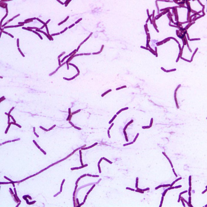 bacillus.eth Ethereum Name Service (ENS and .eth domain) PFP