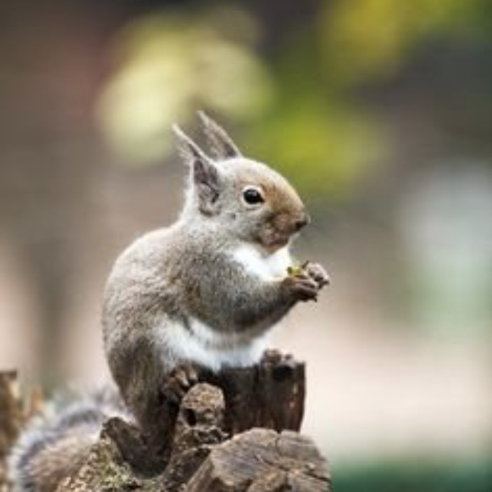 baeli.eth Ethereum Name Service (ENS and .eth domain) PFP