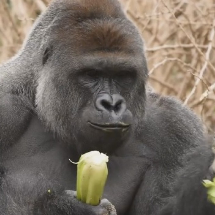 bananastash.eth Ethereum Name Service (ENS and .eth domain) PFP