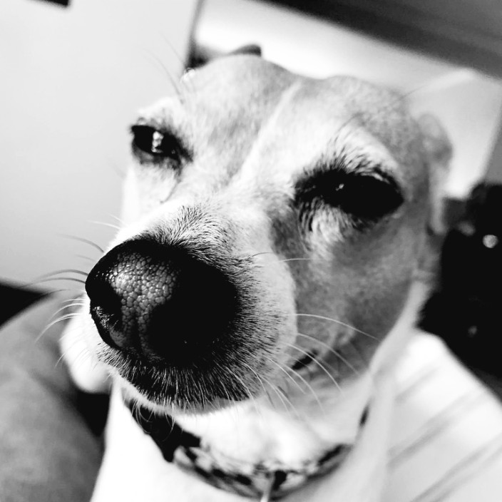 Banditdog 🐾 (banditdog.eth) Profile Photo