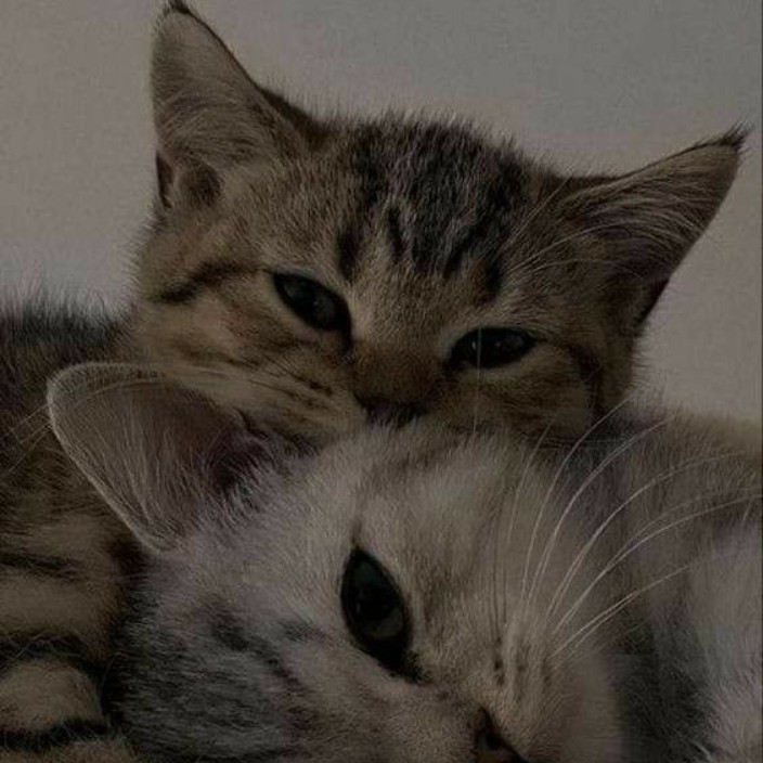 bansheehill.eth Ethereum Name Service (ENS and .eth domain) PFP