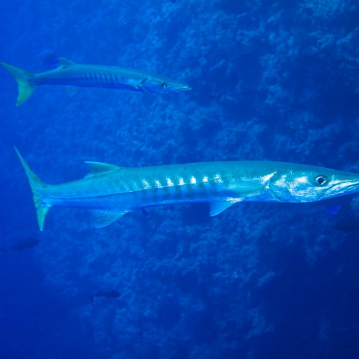 barracudas.eth Ethereum Name Service (ENS and .eth domain) PFP