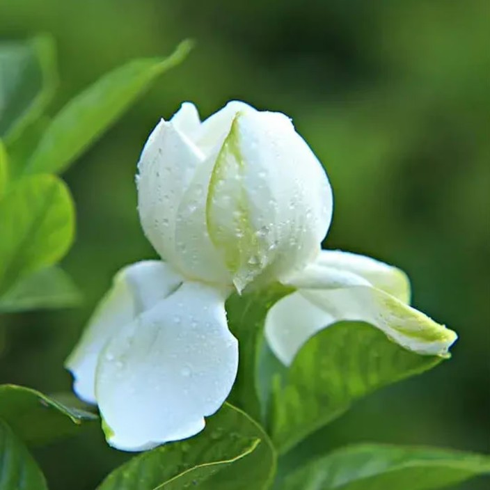 aeqeer.linea.eth Linea Name Service (.linea.eth domains) based on ENS PFP