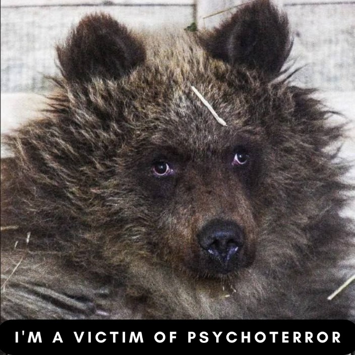 bearcub.eth Ethereum Name Service (ENS and .eth domain) PFP