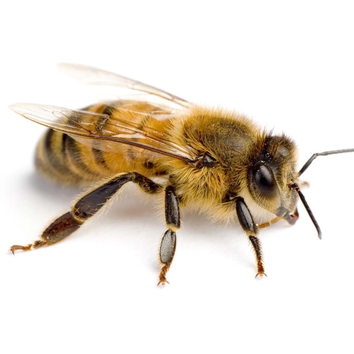 beeappy.eth Ethereum Name Service (ENS and .eth domain) PFP