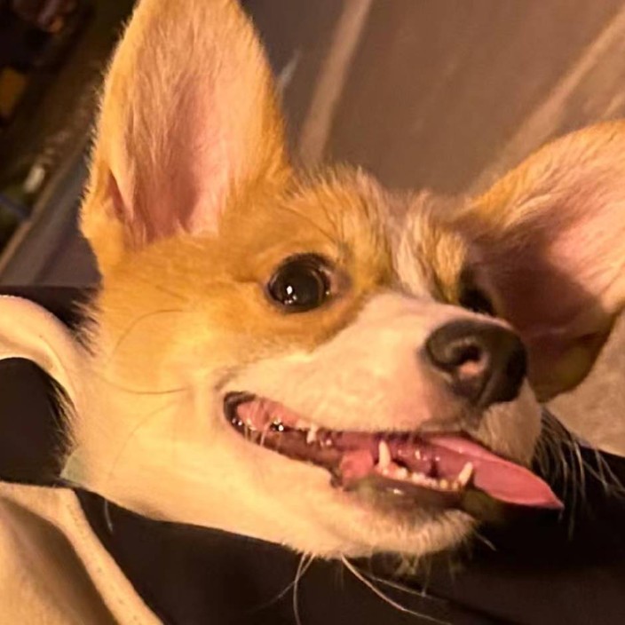 beibeidog.eth Ethereum Name Service (ENS and .eth domain) PFP