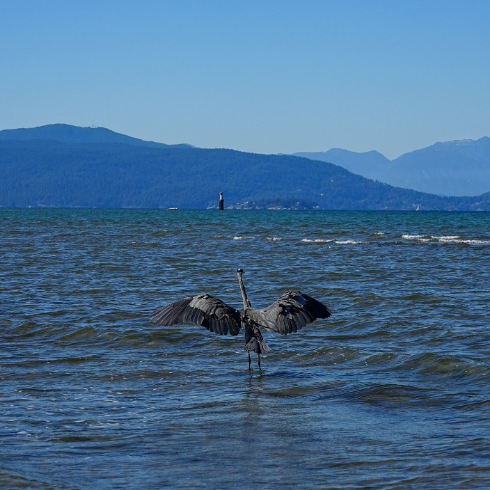 bellakim2366.eth Ethereum Name Service (ENS and .eth domain) PFP