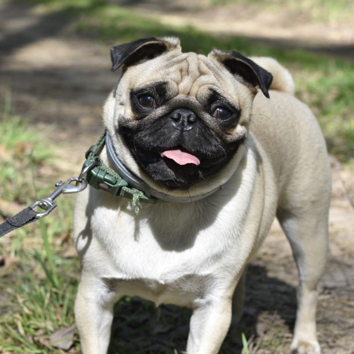 bgsoksana.eth Ethereum Name Service (ENS and .eth domain) PFP