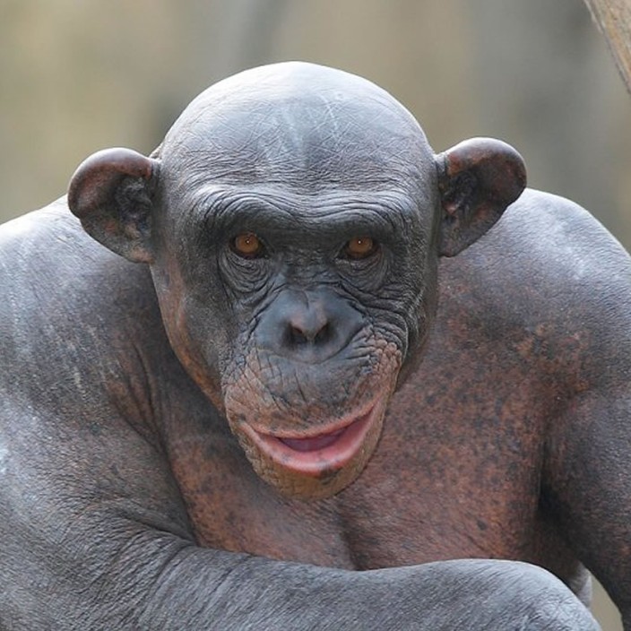 bibizyan.eth Ethereum Name Service (ENS and .eth domain) PFP