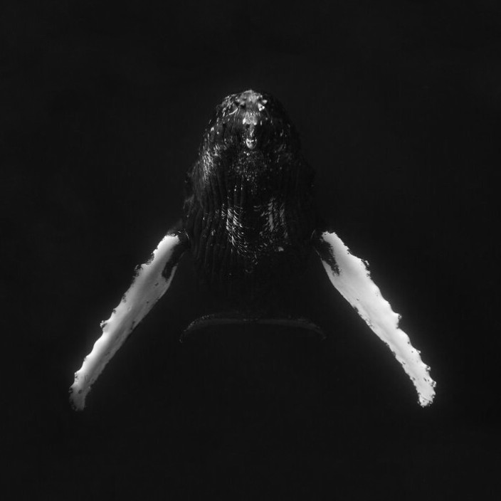 blackwhale.eth Ethereum Name Service (ENS and .eth domain) PFP